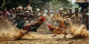 Đá Gà Trực Tiếp Thomo Đấu Trường Đẳng Cấp Từ Campuchia