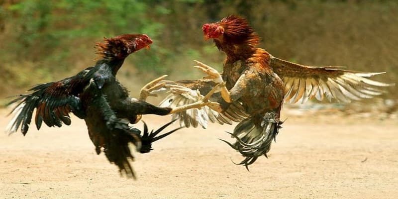 Chiến kê tung đòn tại đấu trường đá gà trực tiếp Thomo