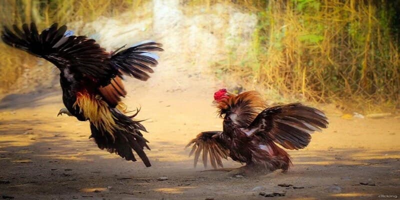 Khuyến mãi đá gà trực tiếp WW88 – hoàn trả không giới hạn